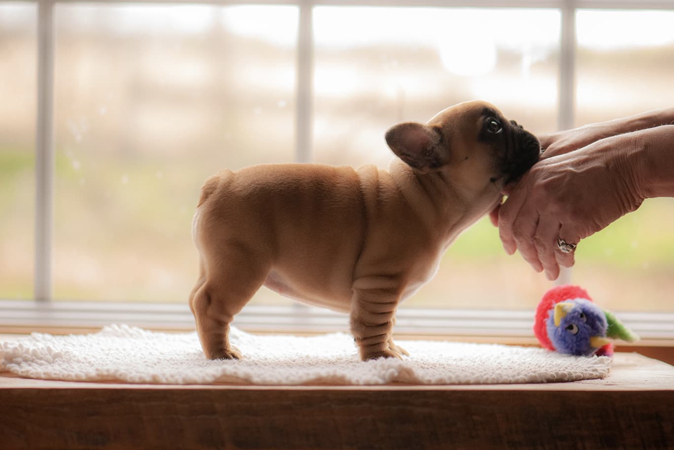 Dog owner showing love to a cute frenchie pup